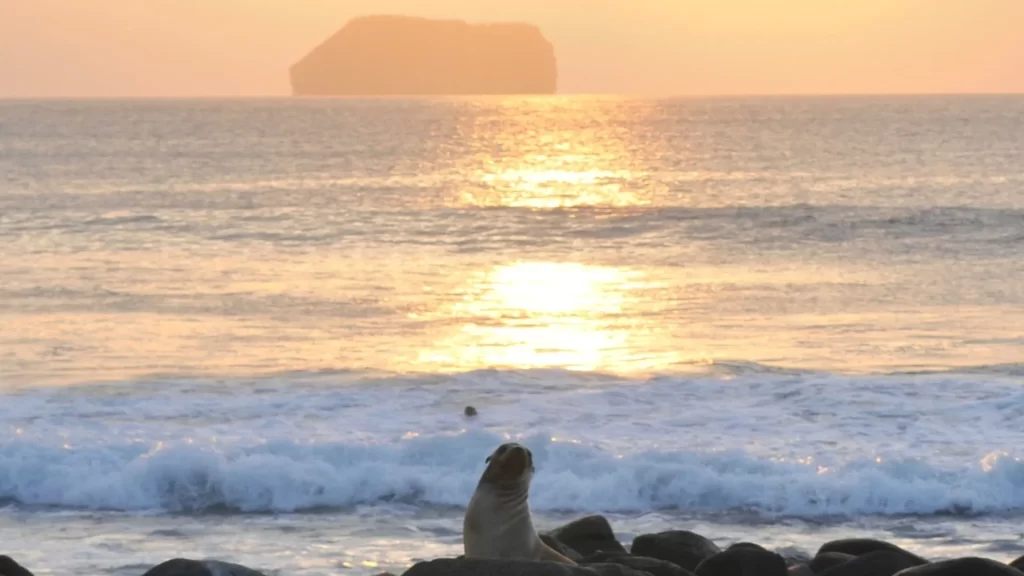 A sea lion in the foreground with an island silhouette and vibrant sunset over the Pacific Ocean.