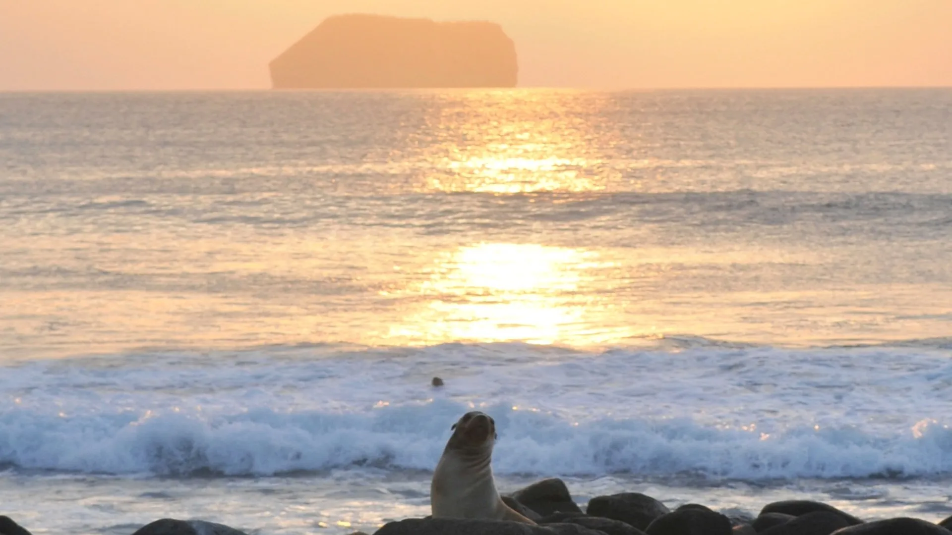A sea lion in the foreground with an island silhouette and vibrant sunset over the Pacific Ocean.