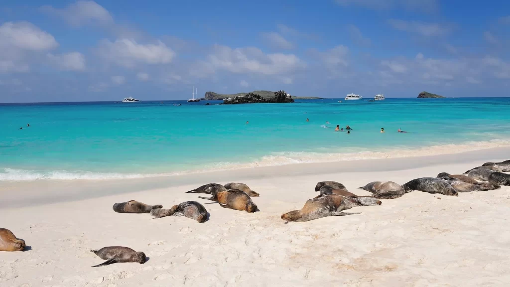 Galápagos sea lions resting on a beach while people swim nearby in clear waters near Pikaia Lodge.