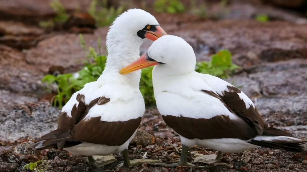 Two Nazca boobies pose together, showing off their black and white plumage-LAX to Galápagos