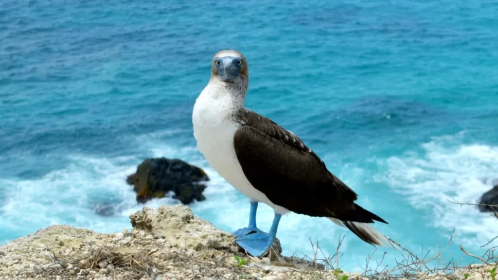 Blue-footed booby standing on Isla de la Plata, Ecuador, showing its vibrant blue feet.