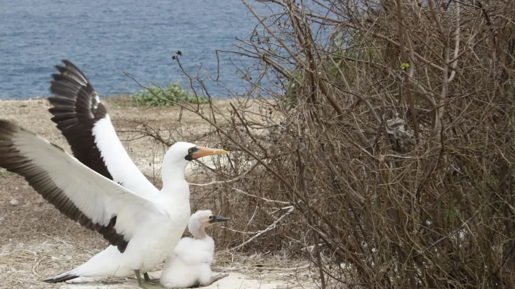 Adult Nazca booby with its chick on a rocky nesting site in the Galápagos Islands.