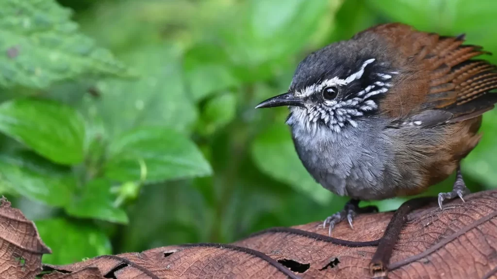 Andean cloud forest bird (Gray‑breasted Wood‑Wren) in Munchique National Park, Colombia