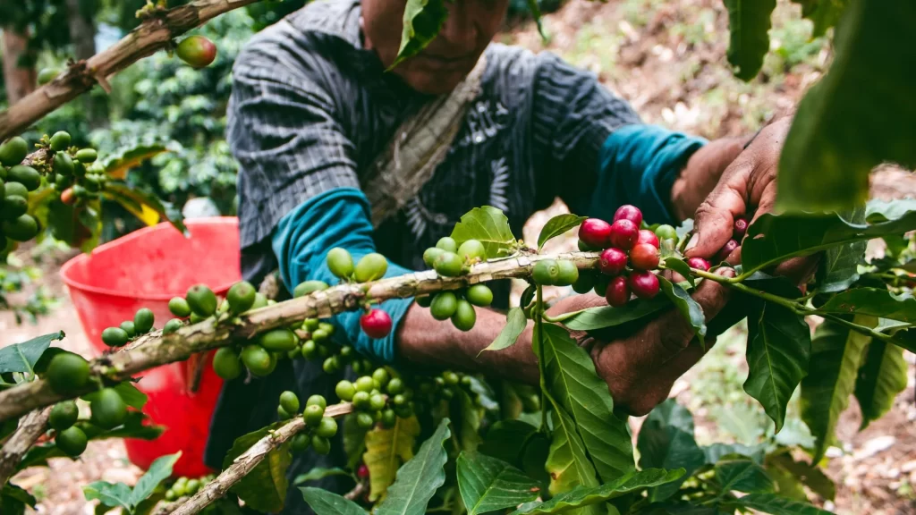 Farmer picks ripe coffee cherries by hand-Colombian Coffee
