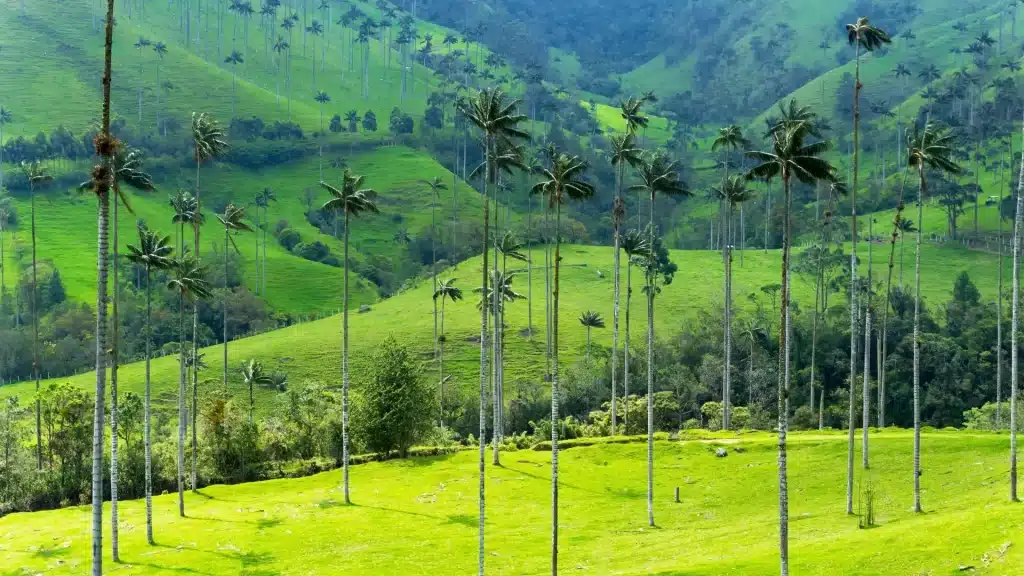 Wax palms rising above the green hills of Cocora-Quindío identity