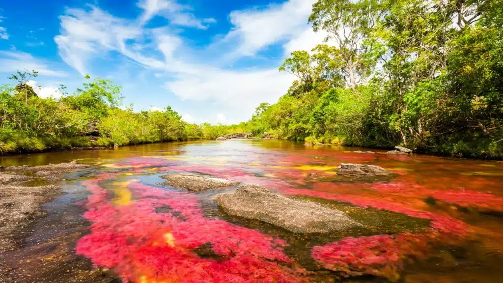 Close‑up of red, yellow, green hues in Caño Cristales riverbed