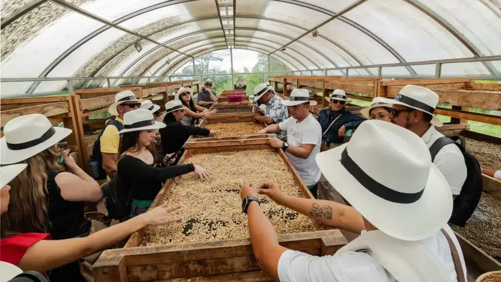 Coffee farm with visitors learning about the coffee process-Quindío identity