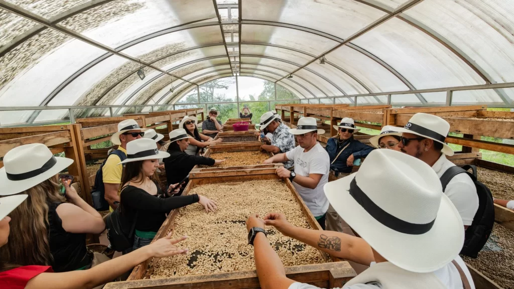 Group of visitors observes and participates in the fermentation of coffee beans-Colombian Coffee