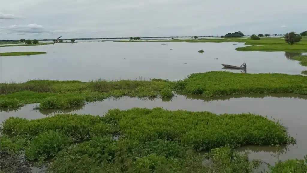 Canoe in Colombia’s Ciénaga de Pijiño wetland with floating vegetation and distant horizon