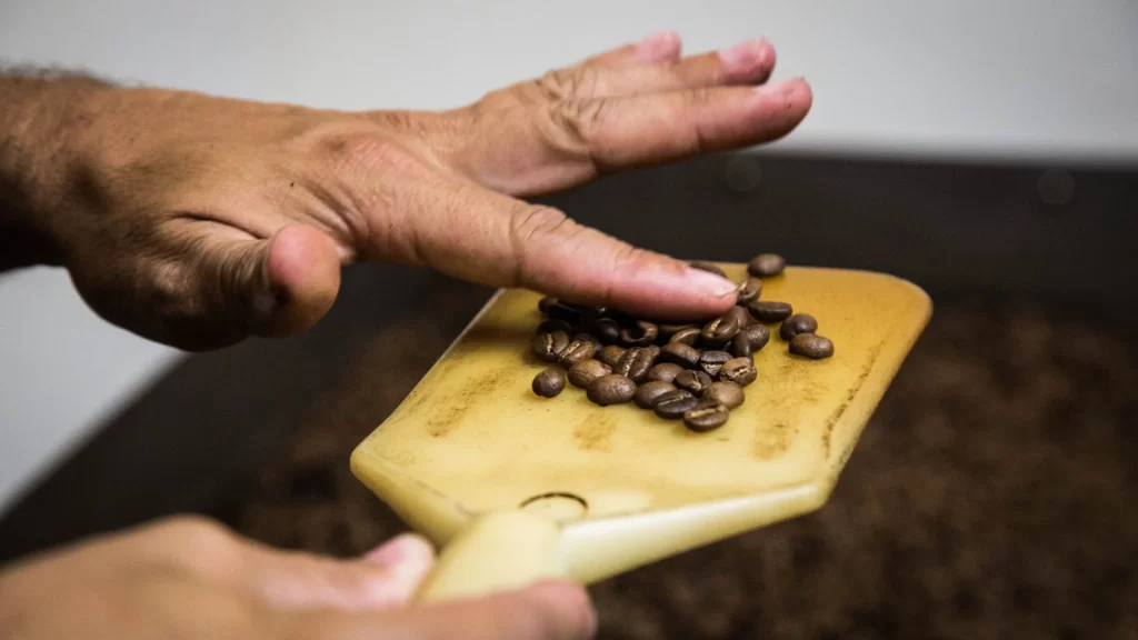 Hand holding freshly roasted coffee beans on a shovel-Colombian Coffee