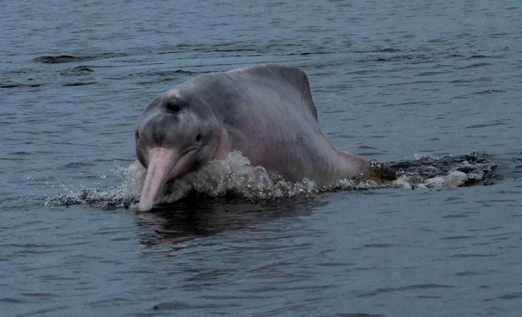 Pink river dolphin swimming in freshwater rivers of the Colombian Amazon region.